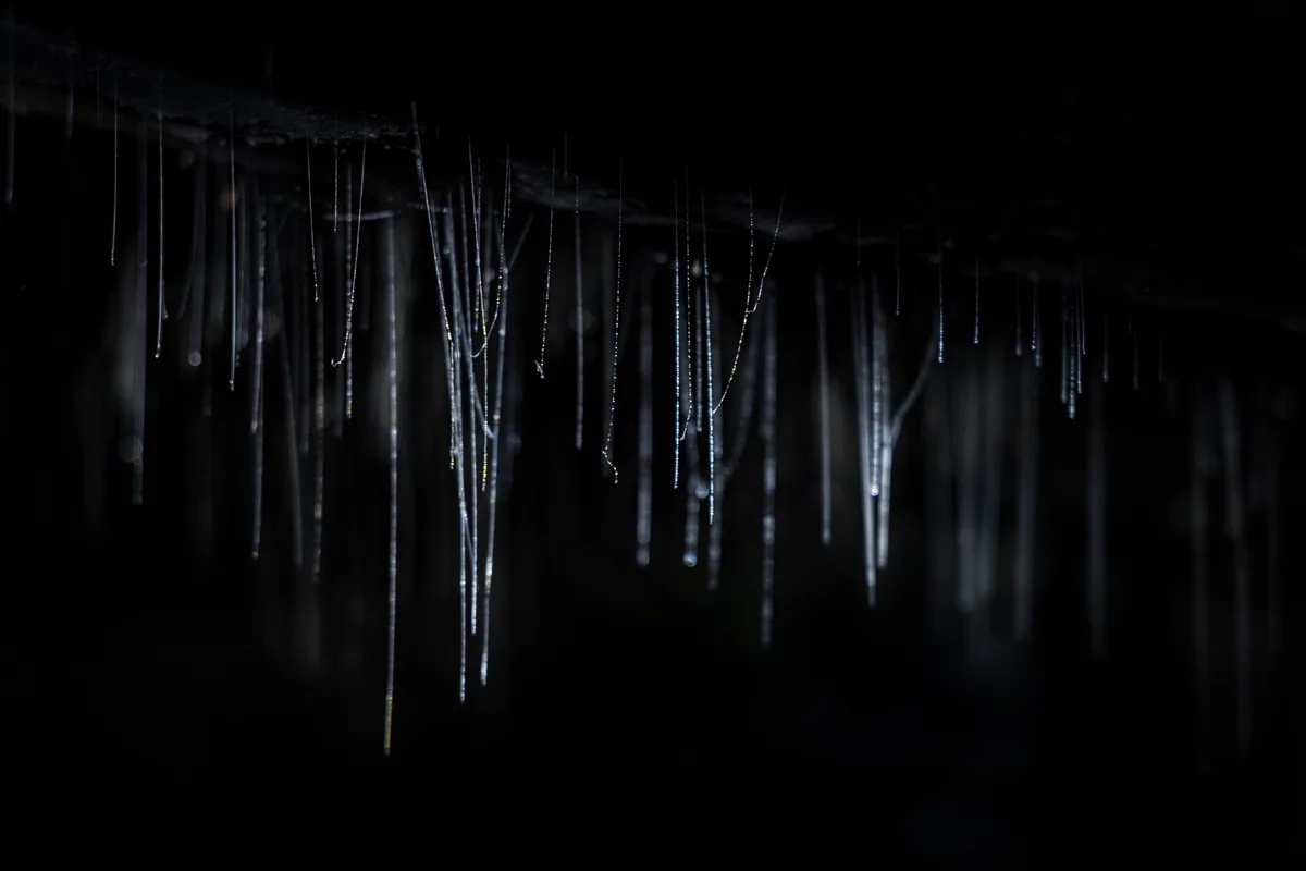 Representative photograph of glow-worm silk threads hanging in a dark cave