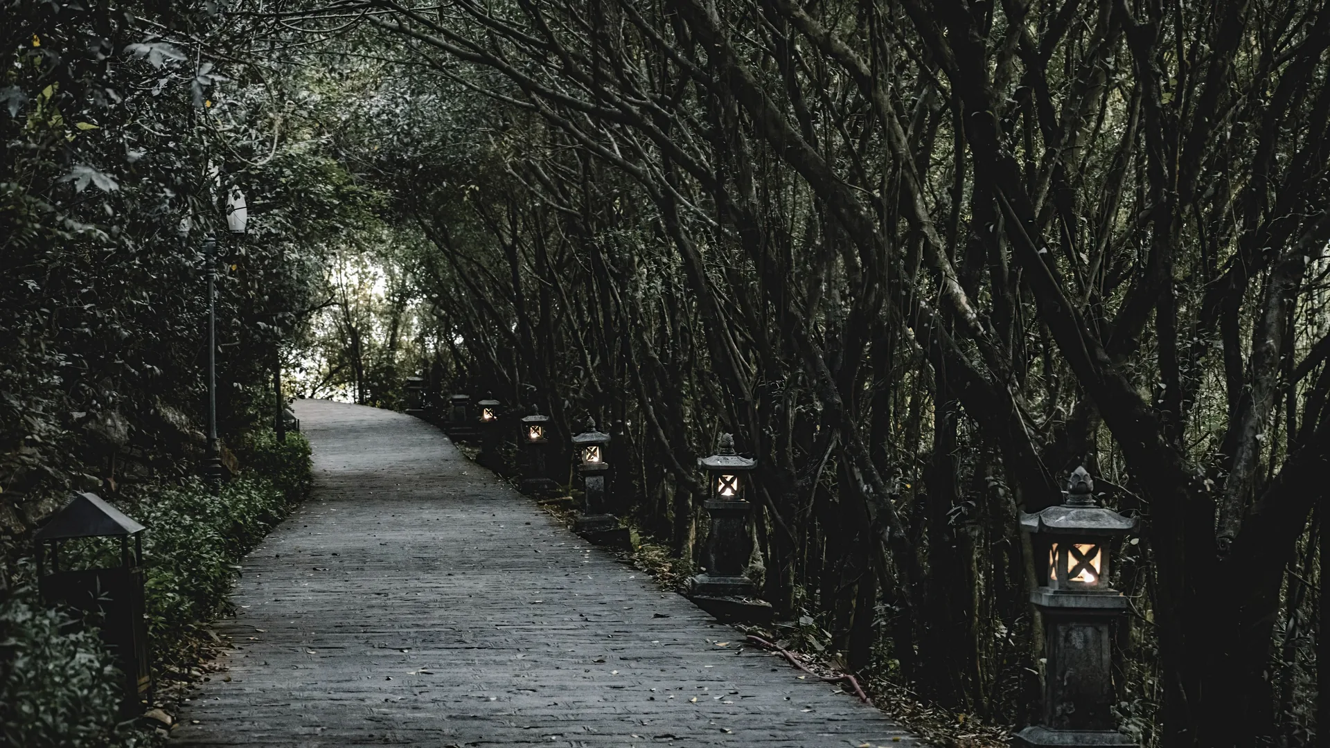 A dark forest path lit by a row of glowing stone lanterns